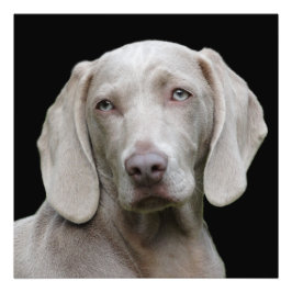 Foto Bonito Cão Caçador de Weimaraner