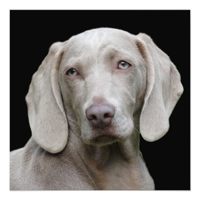 Foto Bonito Cão Caçador de Weimaraner (Frente)