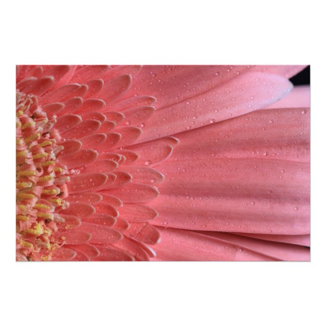 Foto Bonito Coral Rosa Gerbera Daisy (Frente)