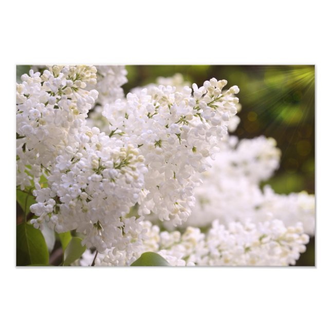 Foto bonito de Lilacs Brancos (Frente)