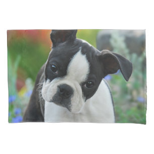 Foto bonito do filhote de cachorro do cão de