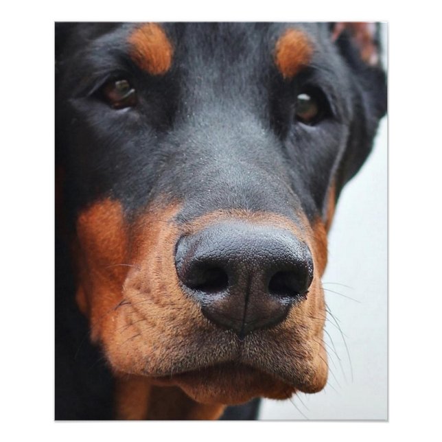 Foto Bonito Doberman Pinscher (Frente)