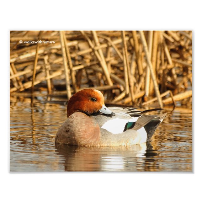 Foto Bonito estranho na cidade de Eurasian Wigeon (Frente)