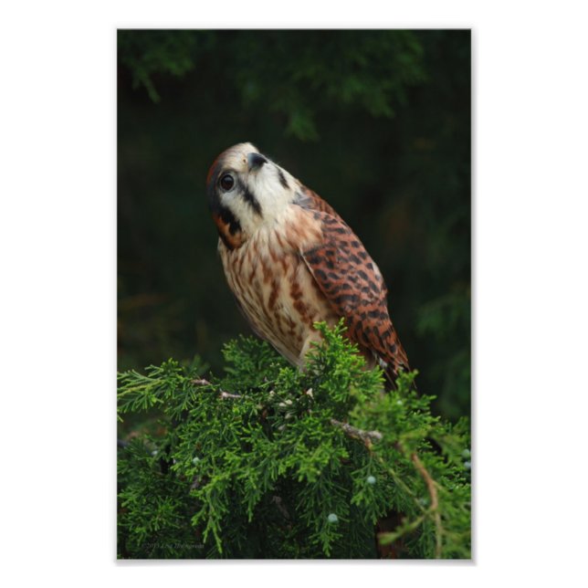 Foto Bonito Kestrel (Frente)