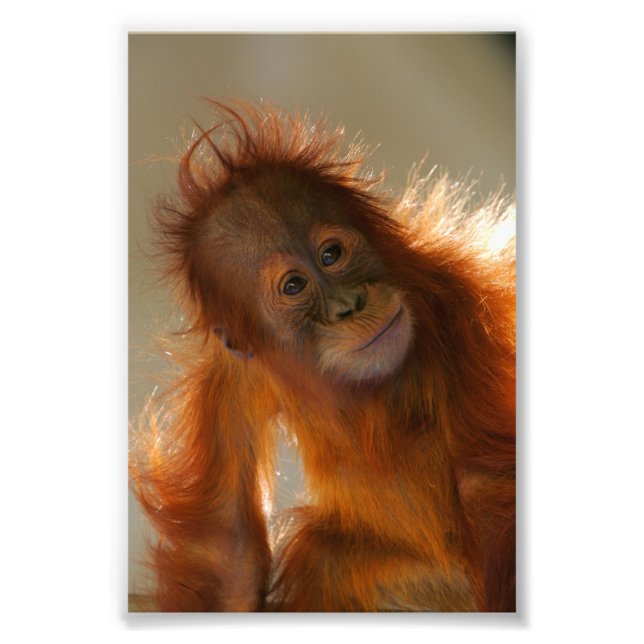 Foto Bonito Orangutan (Frente)