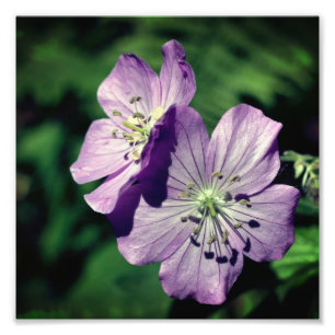 Foto Bonito Par de Flor de Gerânio Puro Feche 8x8