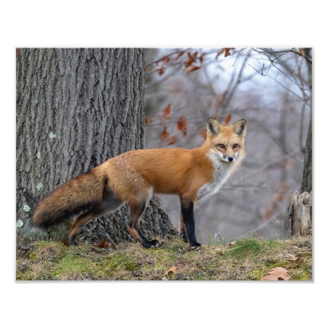 Foto Bonito Sr. Fox (Frente)