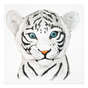 Foto Bonito Tigre Branco Com Olhos Azuis