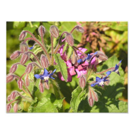 Foto Boragem (Borago officinalis)