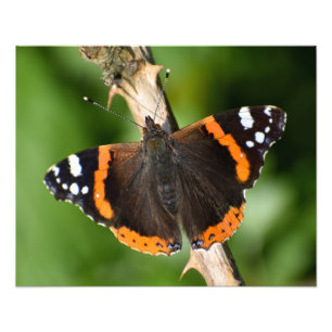 Foto Borboleta