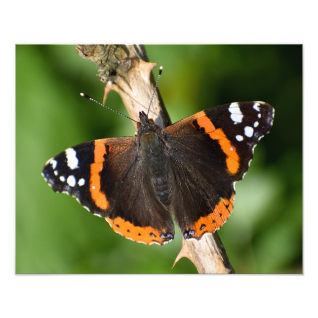 Foto Borboleta (Frente)