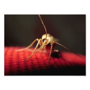 Foto borboleta