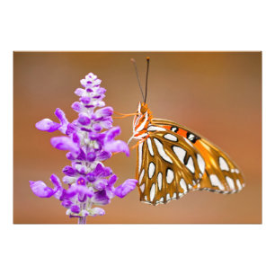 Foto Borboleta alaranjada brilhante do Fritillary do