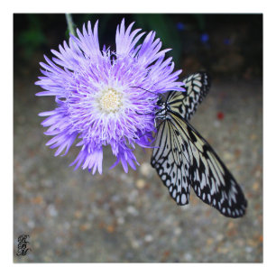 Foto Borboleta Amarela na Flor Puro