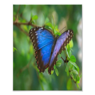 Foto Borboleta Azul