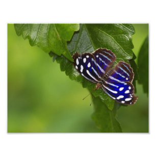Foto Borboleta azul mexicana
