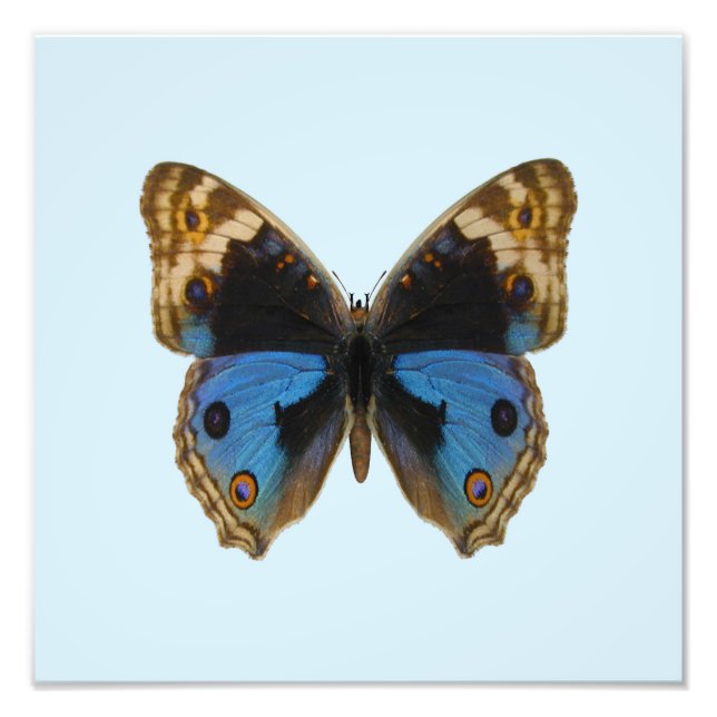 Foto Borboleta Azul Pansy (Frente)