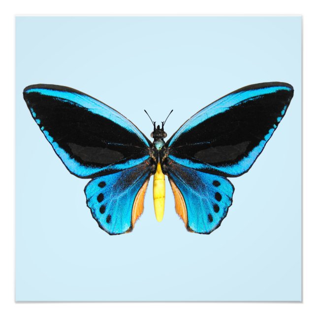 Foto Borboleta Birdwing (Frente)