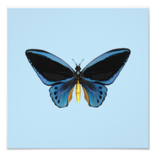 Foto Borboleta Birdwing
