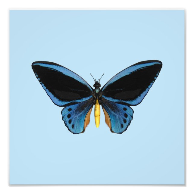Foto Borboleta Birdwing (Frente)