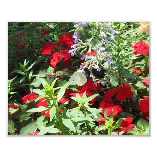 Foto Borboleta branca (Frente)