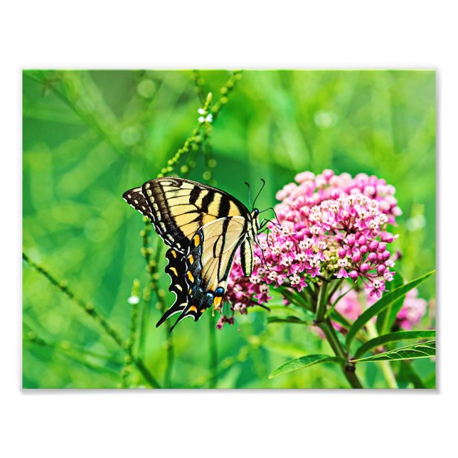 Foto Borboleta-de-cauda-gigante (Frente)