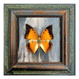 Foto Borboleta de Charaxes Preto de 12" x 12"