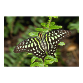 Foto Borboleta-de-jay