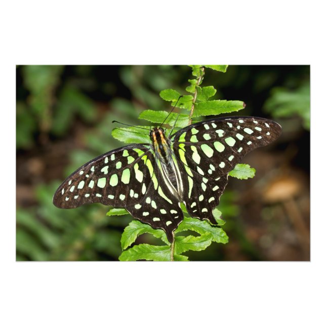 Foto Borboleta-de-jay (Frente)