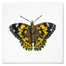 Borboleta-de-senhora pintada