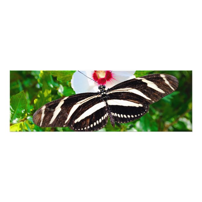 Foto Borboleta de zebra longwing num Coração Vermelho d (Frente)