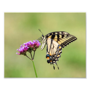 Foto Borboleta do Swallowtail do Tigre Oriental