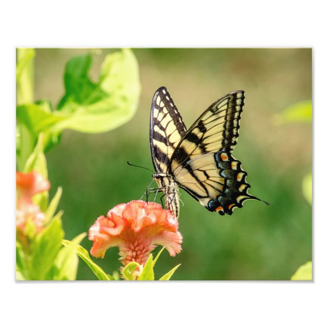 Foto Borboleta do Swallowtail do Tigre Oriental (Frente)