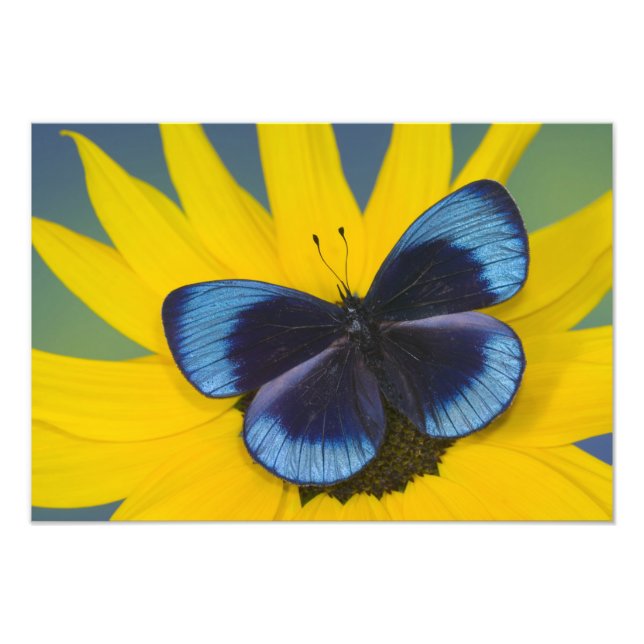 Foto Borboleta em uma Flor Amarela (Frente)