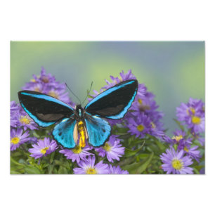 Foto Borboleta em uma Flor Amarela