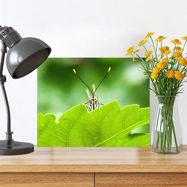 Foto Borboleta Engraçada Pega Sobre Folha (Cute butterfly macro photography original nature print is perfect for your green home in the woods. )