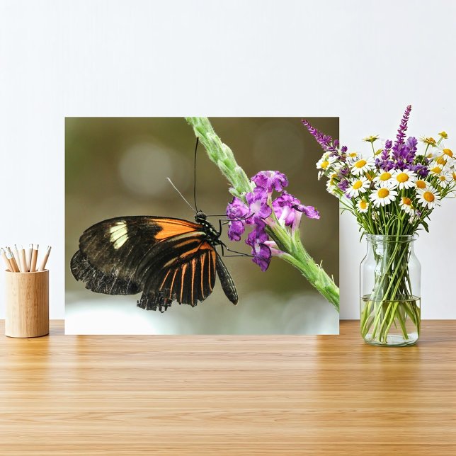 Foto Borboleta Fechar na Flor Verbena (Orange and black butterfly on a vivid purple flower fits a rustic natural home with simple beauty.
)