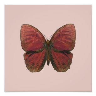 Foto Borboleta Galo Vermelho