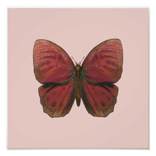 Foto Borboleta Galo Vermelho (Frente)