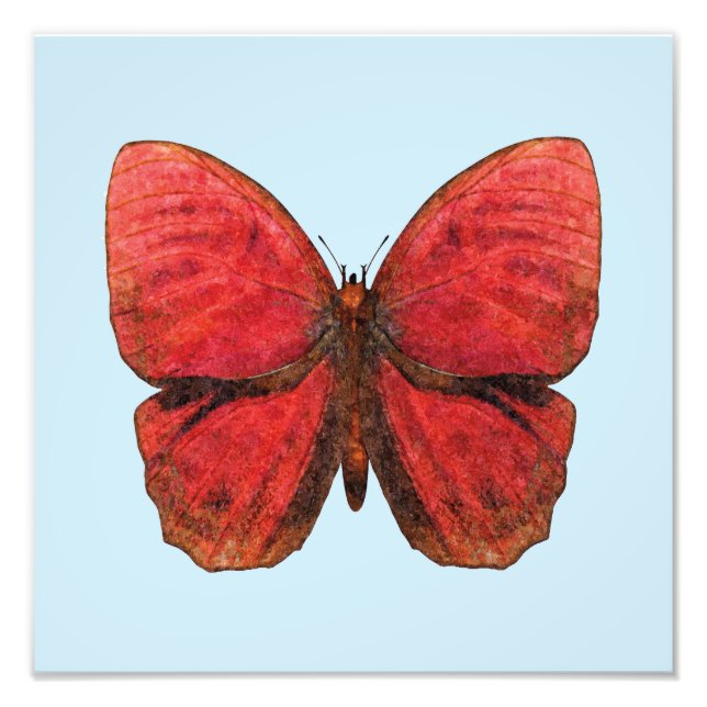 Foto Borboleta Galo Vermelho (Frente)