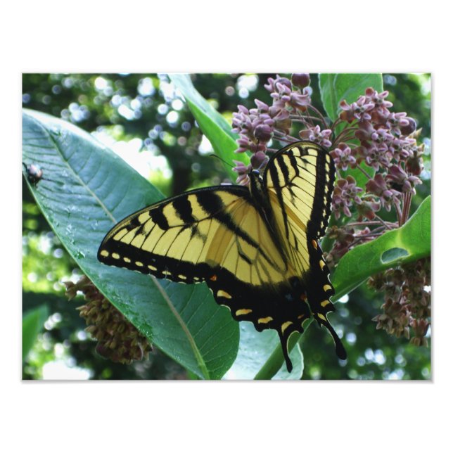 Foto Borboleta I de Swallowtail em Milkweed em Shenando (Frente)