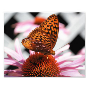 Foto Borboleta Laranja Em Flor De Echinacea 8x10
