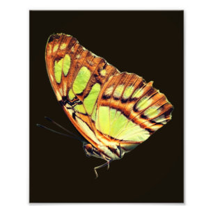 Foto Borboleta Malaquita Verde Possuindo Fechamento 8x1