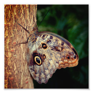 Foto Borboleta Marrom Fechar 8x8