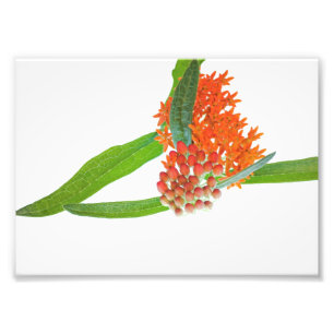 Foto Borboleta Milkweed Bloom em Branco