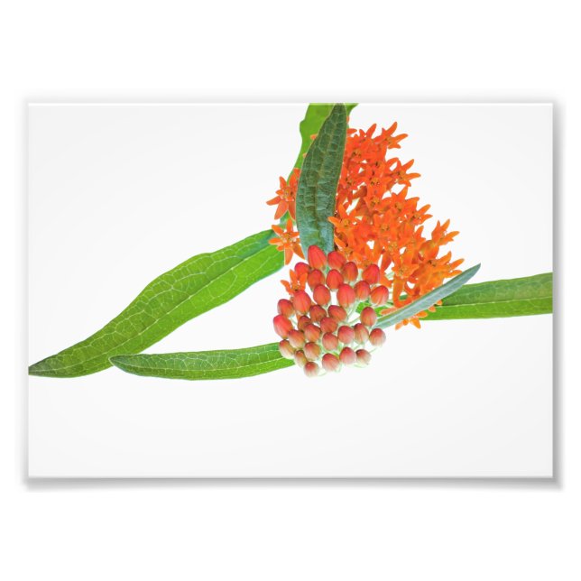 Foto Borboleta Milkweed Bloom em Branco (Frente)