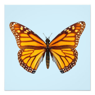Foto Borboleta Monarca