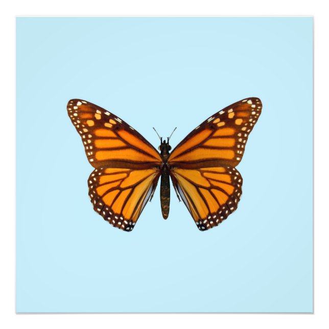 Foto Borboleta Monarca (Frente)