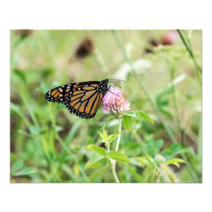 Foto Borboleta Monarca