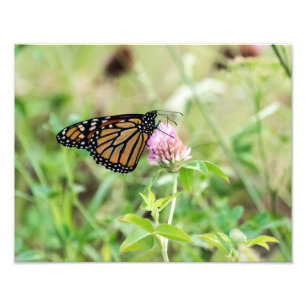 Foto Borboleta Monarca